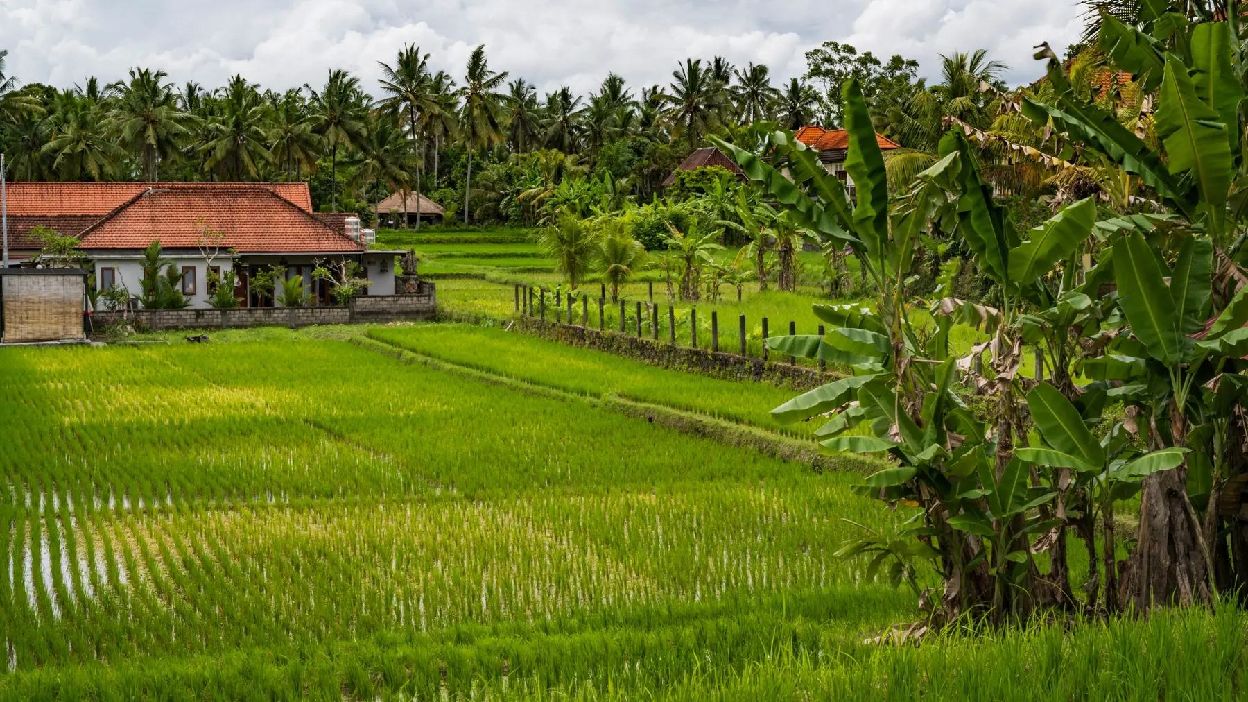 Homes with red tiled roofs beside green rice fields in Bali